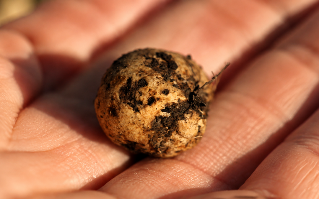 CACCIA AL TARTUFO NEI BOSCHI E DEGUSTAZIONE