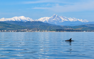 DOLPHIN WATCHING